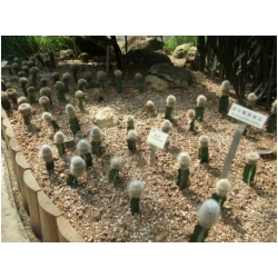 DSCF0480.JPG