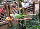 IMG_4237