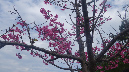 DSCN8295