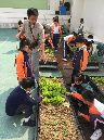 SYS%20farming%203C_11